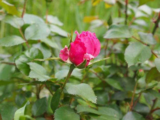 Rosenpflanze Rosa rote Blume