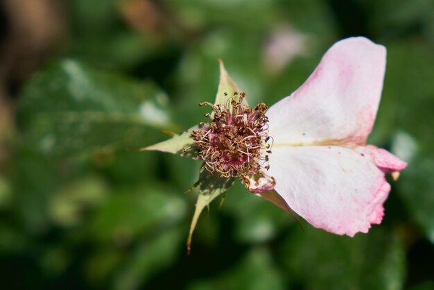 Rosenpflanze und -blätter schließen oben