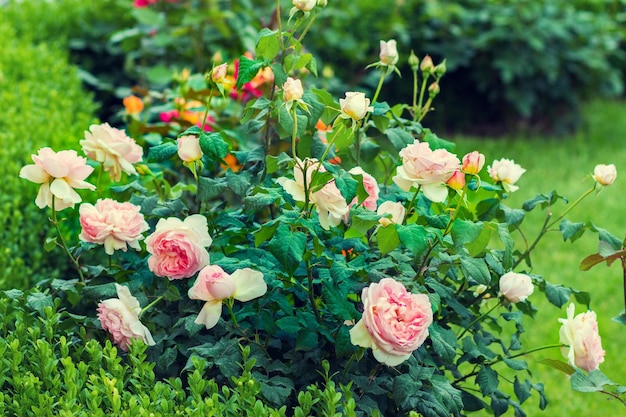 Foto rosenstrauch im garten