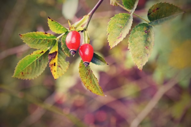 Rosenstrauch mit Beeren. (Pometum) Hagebutte. Herbst Ernte Zeit, um eine gesunde Inländischen Tee vorzubereiten