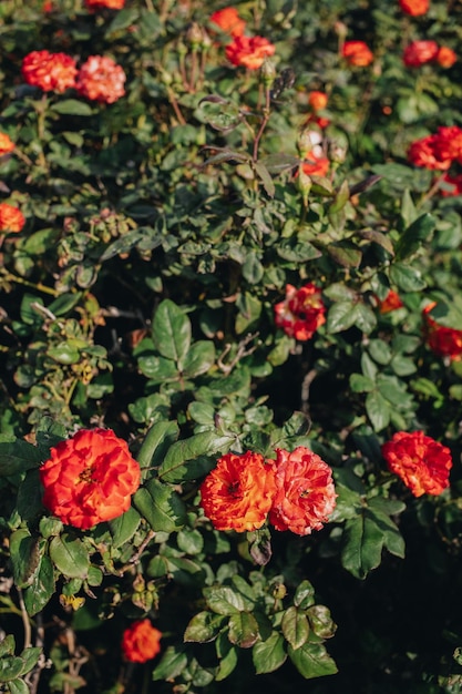 Rosenstrauch mit Blütenblumen und Blätternaturhintergrund