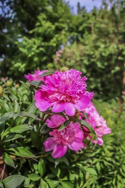 Rosenstrauch-Pfingstrosenblüte im Garten in der Natur