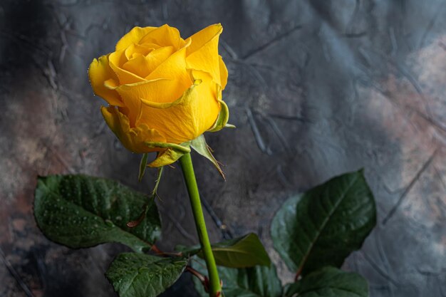 Rosenstrauß für den Feiertag Frauentag Valentinstag Namenstag auf dunklem Hintergrund