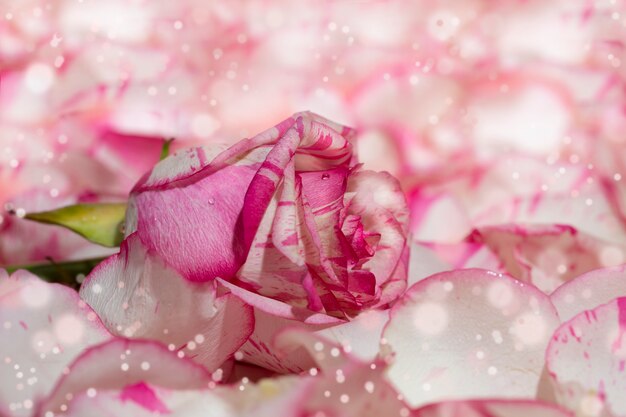 Roseon rojo y blanco un fondo rosa en pétalos y gotas de agua macro