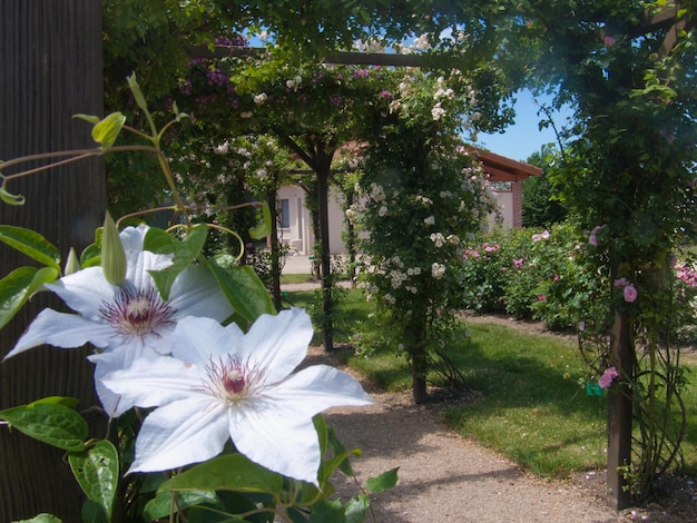 Roseraiesaint GalmierLoireFrankreich