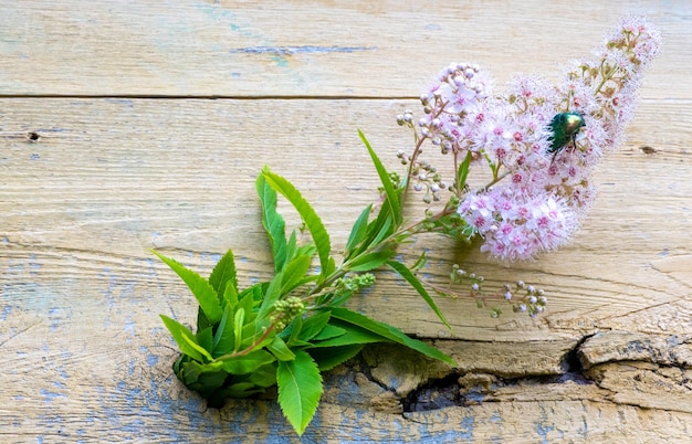 Roseta Cetonia aurata em flores de Spirea bumalda