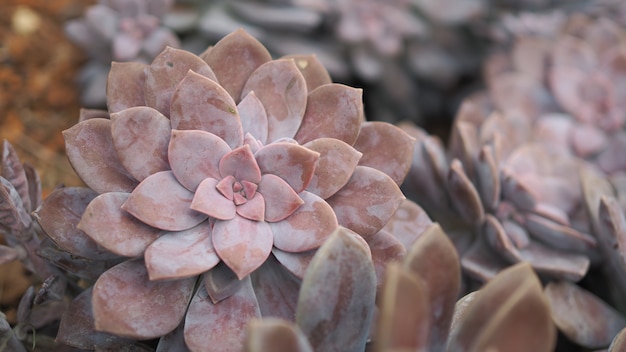 Foto rosetones rosetones de graptopetalum pentandrum superbum. flores violetas de graptopetalum.