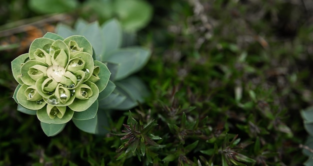 Rosetta stonecrop o Sedum rosetta Foto en primer plano de sus pequeñas hojas verdes