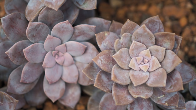 Rosettenrosetten aus Graptopetalum pentandrum superbum. Violette Graptopetalum Blumen.