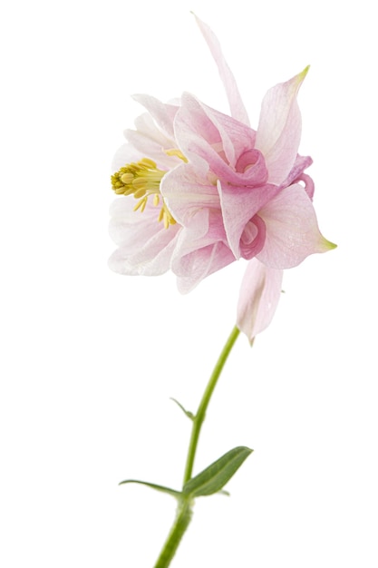Rosige Blume der Aquilegia-Blüte des Einzugsgebiets, Nahaufnahme, isoliert auf weißem Hintergrund