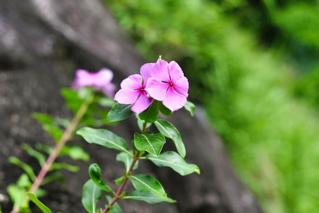 Rosige Periwinkle-Blume in einer Gartennahaufnahme