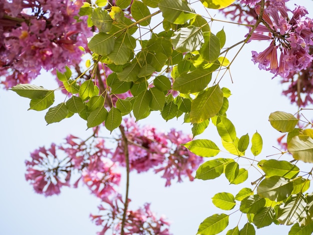 Rosige Trompetenbäume an sonnigen Tagen