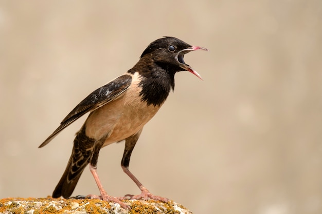 Rosiger Star Sturnus roseus steht auf einem Stein mit offenem Schnabel