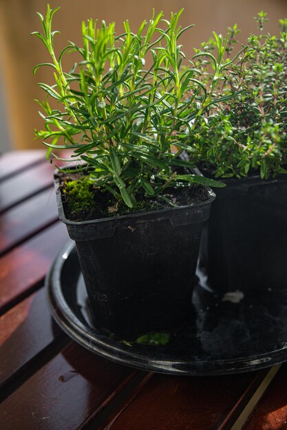 rosmarin blumentopf zimmerpflanze in einem topf gesunde mahlzeit essen snack auf dem tisch kopierraum essen