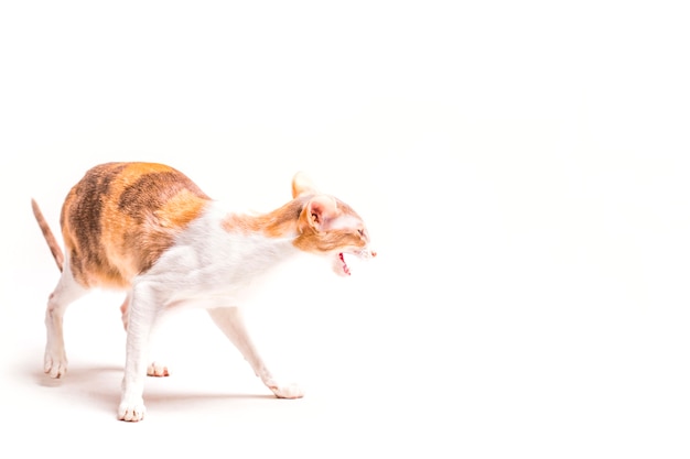 Foto rosnando cornish rex gato isolado no fundo branco