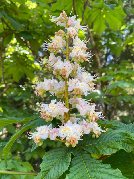 Rosskastanie in voller Blüte Weiße Rosskastanie blüht