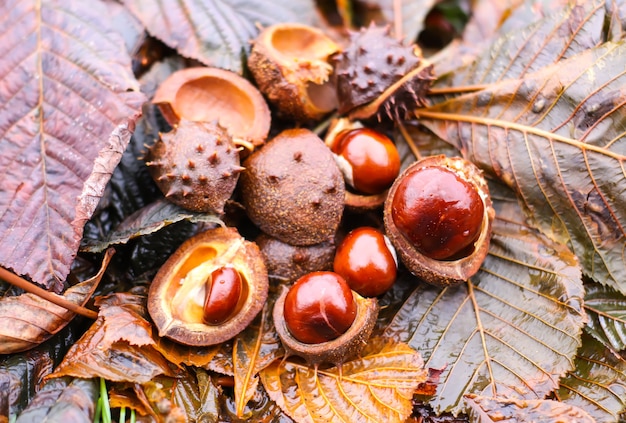 Foto rosskastanien oder aesculus hippocastanum auf nassen braunen blättern im herbstpark.