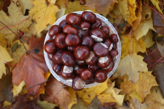 Rosskastanienbaum auf bunten Baumblättern im Herbst