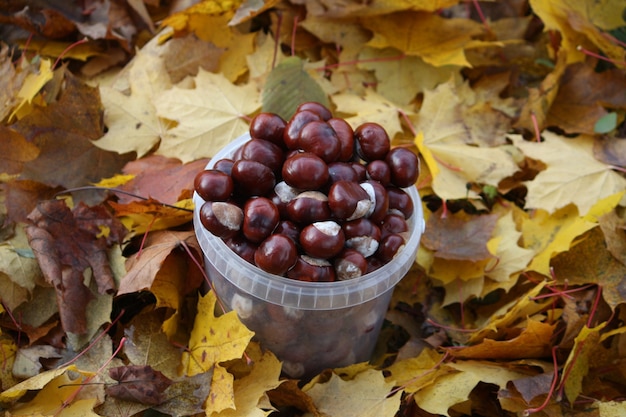 Rosskastanienbaum auf bunten Baumblättern im Herbst