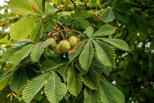 Rosskastanienernte im Spätsommer