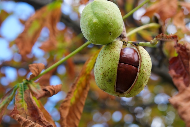 Rosskastanienfrüchte reifen auf einem Ast einer Herbstbaumnahaufnahme