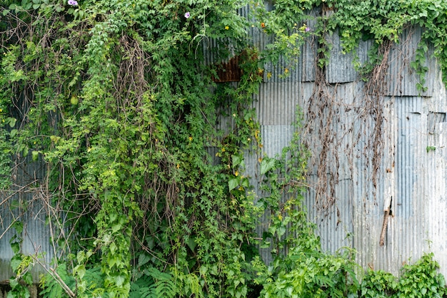 Rost Altes Blechblechdach mit grüner Blattanlage