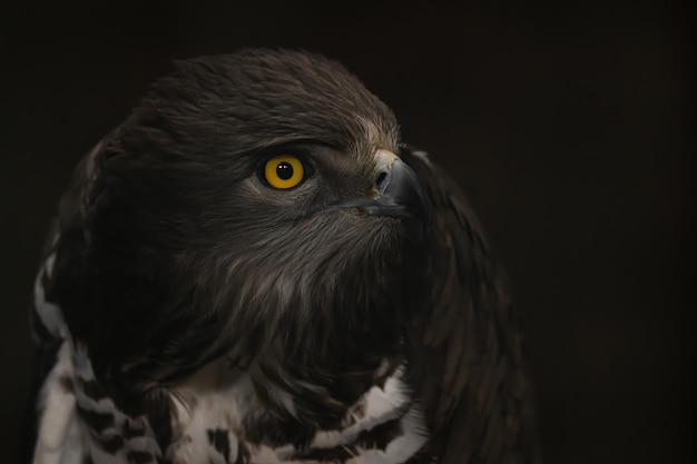 Foto rosto de águia em close-up