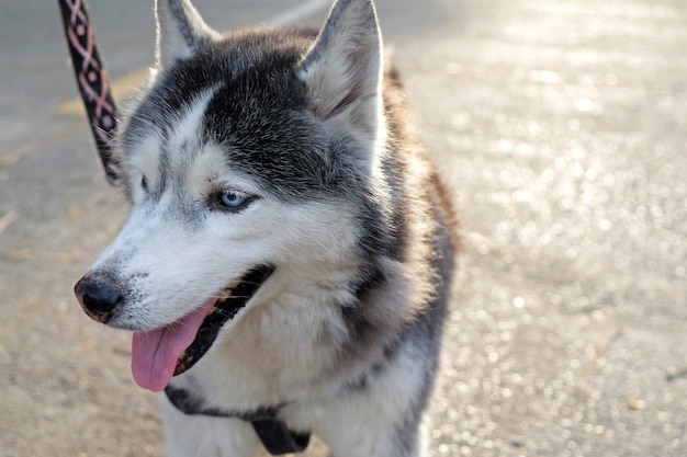 Rosto de cachorro Husky siberiano