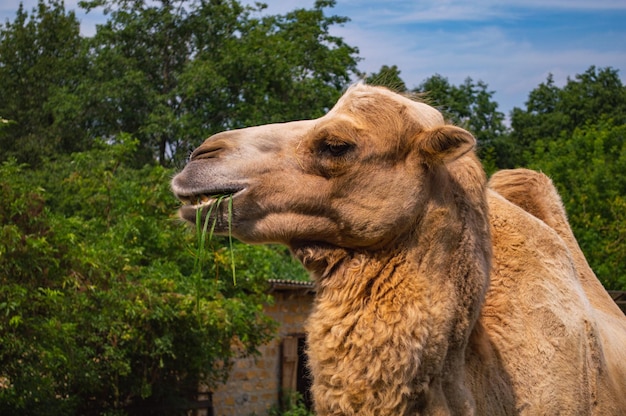 Rosto de camelo fechado na fazenda animal exótico