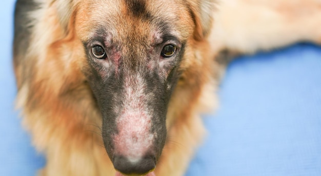 Rosto de cão pastor alemão com rinite alérgica dermatite problema de pele infecção pelo pelo de cachorro