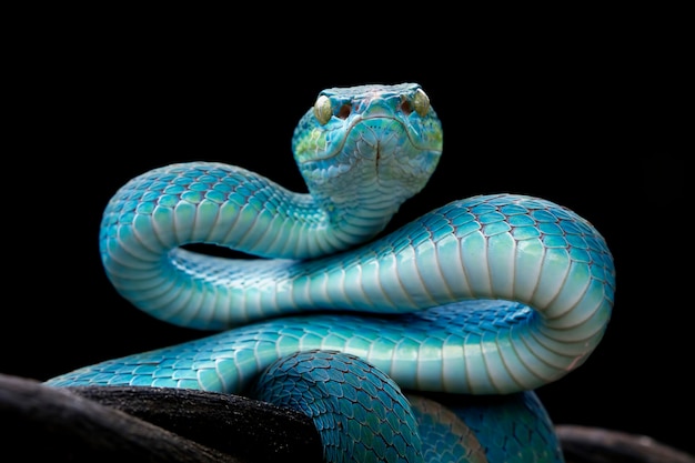 Rosto de cobra víbora azul com fundo preto, vista frontal da cobra víbora, cobra víbora azul indonésia