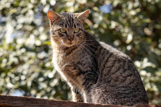 Rosto de gato doméstico em close com foco seletivo