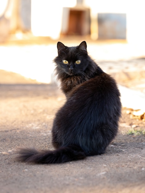 Rosto de gato doméstico em close com foco seletivo