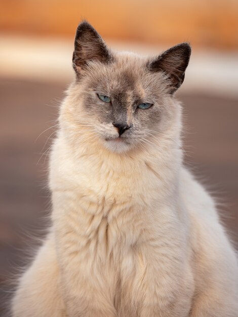 Rosto de gato doméstico em close com foco seletivo