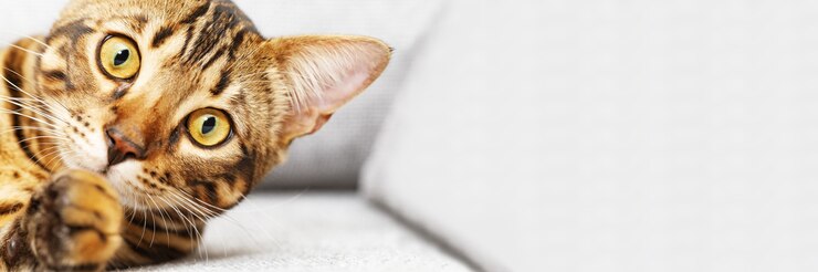 Foto rosto de gato fofo close-up no banner com espaço de cópia