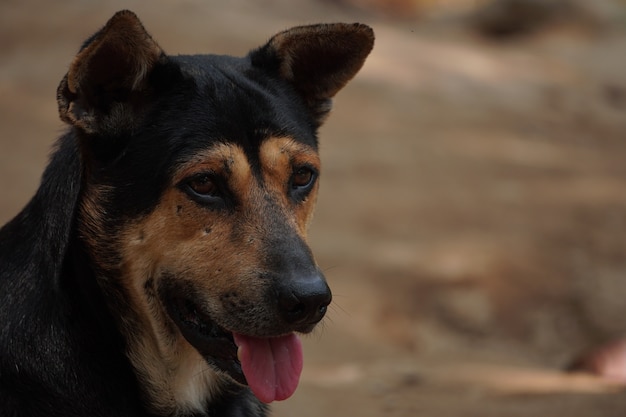 Rosto de um cachorro preto