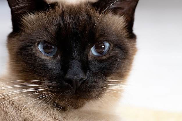 Rosto de um gato siamês em close