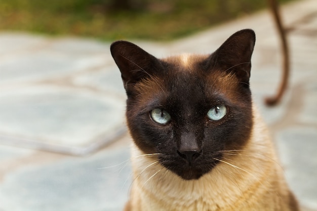 Foto rosto de um gato siamês olhando para a câmera