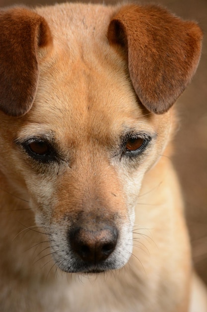 Foto rosto de uma pequena mistura castanha clara ou de um cão vagabundo