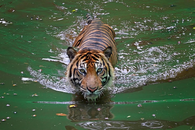 Rosto do tigre de sumatra O tigre de sumatra está brincando no close do animal aquático