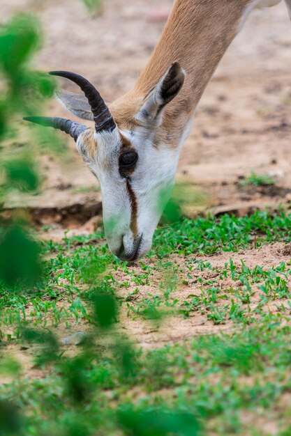 rosto e chifre de antílope Gemsbok (Oryx gazella) veados, África do Sul