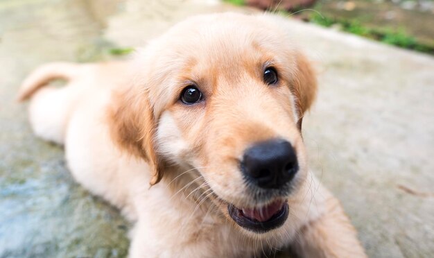 El rostro del Golden Retriever de cerca