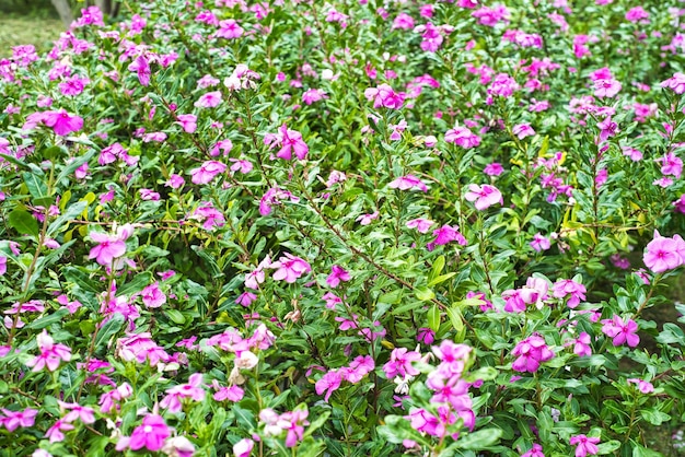 Rosy Periwinkle flores en un primer plano del jardín