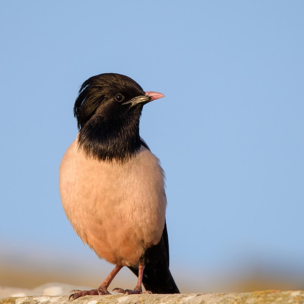 Rosy Starling se encuentra