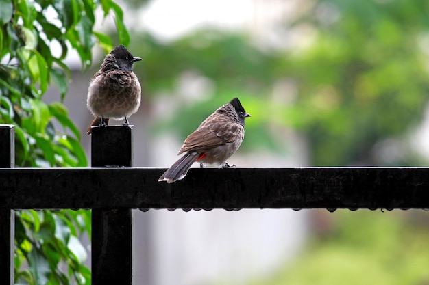 Foto rot belüfteter bulbul