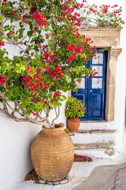 Foto rot blühende bougainvillea in einer amphora an einer weißgekalten wand griechisches inselhaus im ausland griechenland