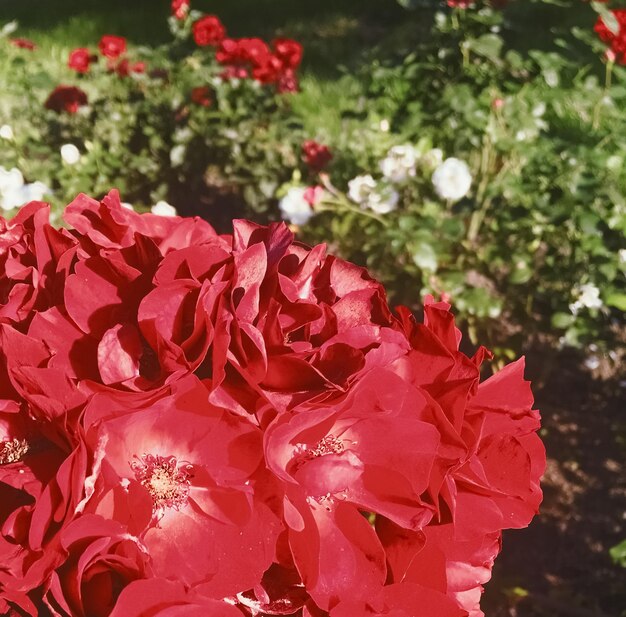 Rot blühende Gartenrosenblume bei Sonnenuntergang floraler Schönheitshintergrund