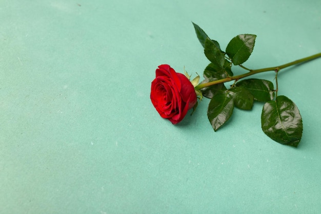 Rot blühende Rose auf einem grünen Textur-Hintergrund-Kopienraum