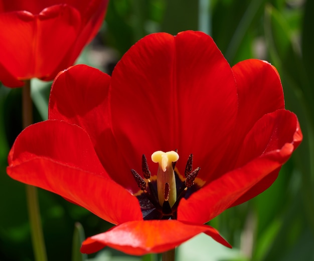 Rot blühende Tulpe mit grünen Blättern