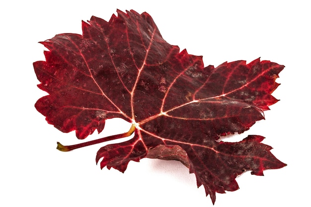 Rot das gefallene Herbstblatt lokalisiert auf weißem Hintergrund